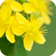 St John's Wort